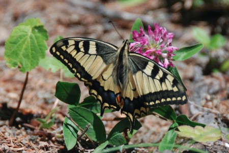 Machaon